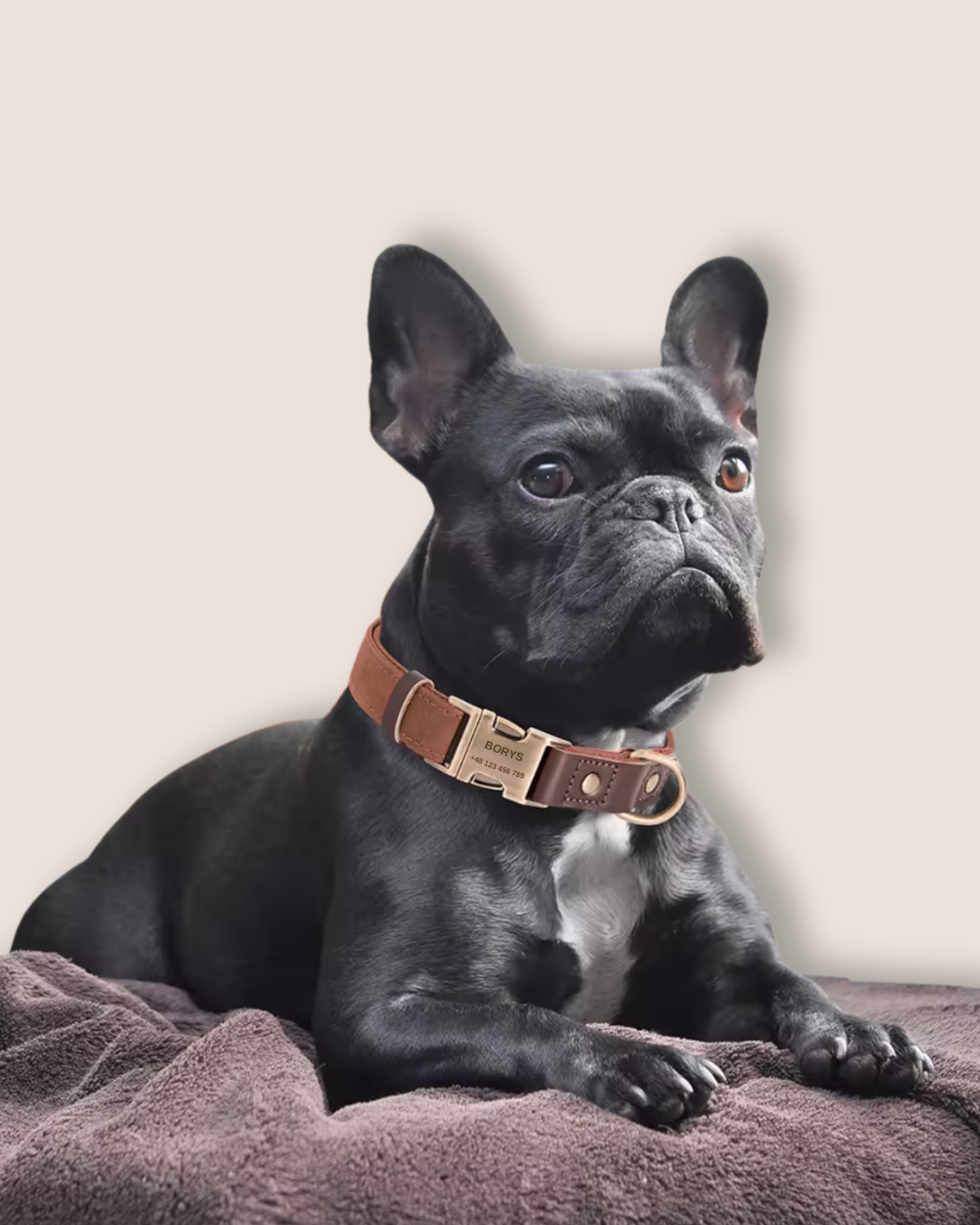 Obroża z imieniem i numerem telefonu